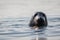 Grey seal closeup on a summer morning, Muscongus Bay, Maine