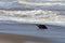 Grey Seal Coming Ashore, Horsey, Norfolk, England