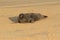 Grey seal covered in sand