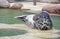 Grey Seal eyes closed