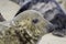 Grey seal face showing ear hole