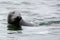 Grey seal, Farne Islands Nature Reserve, England