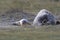 Grey Seal Giving Birth To Pup (Halichoerus grypus) Helgoland Germany