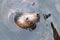 Grey seal Halichoerus grypus