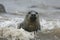 Grey seal, Halichoerus grypus