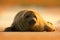 Grey Seal, Halichoerus grypus, detail portrait on the sand beach. Seal with orange morning sky in the background. Animal in the na