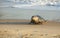 A Grey Seal Halichoerus grypus moving up the beach from the sea at Horsey, Norfolk, UK.