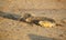 Grey Seal Halichoerus grypus mums and newly born pups lying on a beach at Horsey, Norfolk, UK.