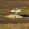 Grey seal and Herring Gull, Halichoerus grypus