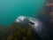 Grey seal in kelp 01