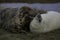 Grey seal mother and pup playing on the sand dune