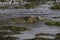 Grey seal mother and pup playing in the shallows