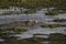 Grey seal mother and pup playing in the shallows