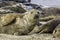 Grey seal moulting. Seal shedding its skin fur.