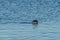 Grey Seal near Hvitserkur, North Iceland