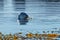 Grey Seal playing with a Seaweed near Hvammstangi, North Iceland