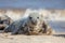 Grey seal portrait image. Beautiful marine mammal looking at camera