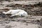 Grey Seal Pup