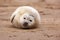 Grey Seal Pup