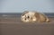 Grey Seal Pup