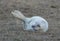 Grey Seal Pup
