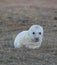 Grey Seal Pup