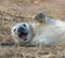 Grey Seal Pup