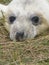 Grey Seal pup on beach in sand dunes recently born.