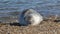 Grey Seal pup after feeding happy and content life is good in Horsey Bay Norfolk