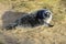 Grey Seal Pup, Horsey, Norfolk, England