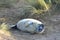 Grey Seal Pup, Horsey, Norfolk, England