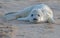 Grey Seal Pup rests on Beach
