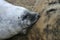 Grey Seal Pup Suckling at Donna Nook Nature Reserve in Lincolnshire