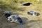 Grey Seal Pups, Horsey, Norfolk, England