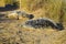 Grey Seal Pups, Horsey, Norfolk, England