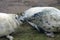 Grey Seal Pups Sniffing each other