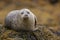 Grey seal relaxing