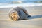 Grey seal relaxing on the beach