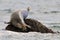 Grey Seal resting on rock