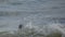 Grey Seal riding the crest of a wave in Horsey Bay Norfolk on a beautiful summers day