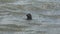 Grey seal standing up in the North Sea