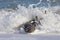 A Grey Seal in the surf