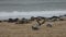 Grey Seal surrendering to having eaten wayyy to much on a beach in England