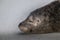 Grey seal is taking a peaceful rest on a solid surface, its eyes closed in a deep slumber