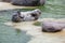 Grey Seal tired