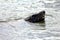 Grey Seal in Water