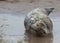 Grey seal in water