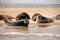 Grey Seals, Blakeney Point, Norfolk, UK