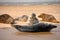 Grey Seals, Blakeney Point, Norfolk, UK