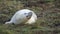 Grey seals on the coast